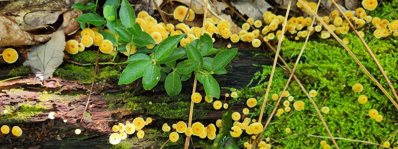 A cluster of small yellow mushrooms growing on a moss-covered log