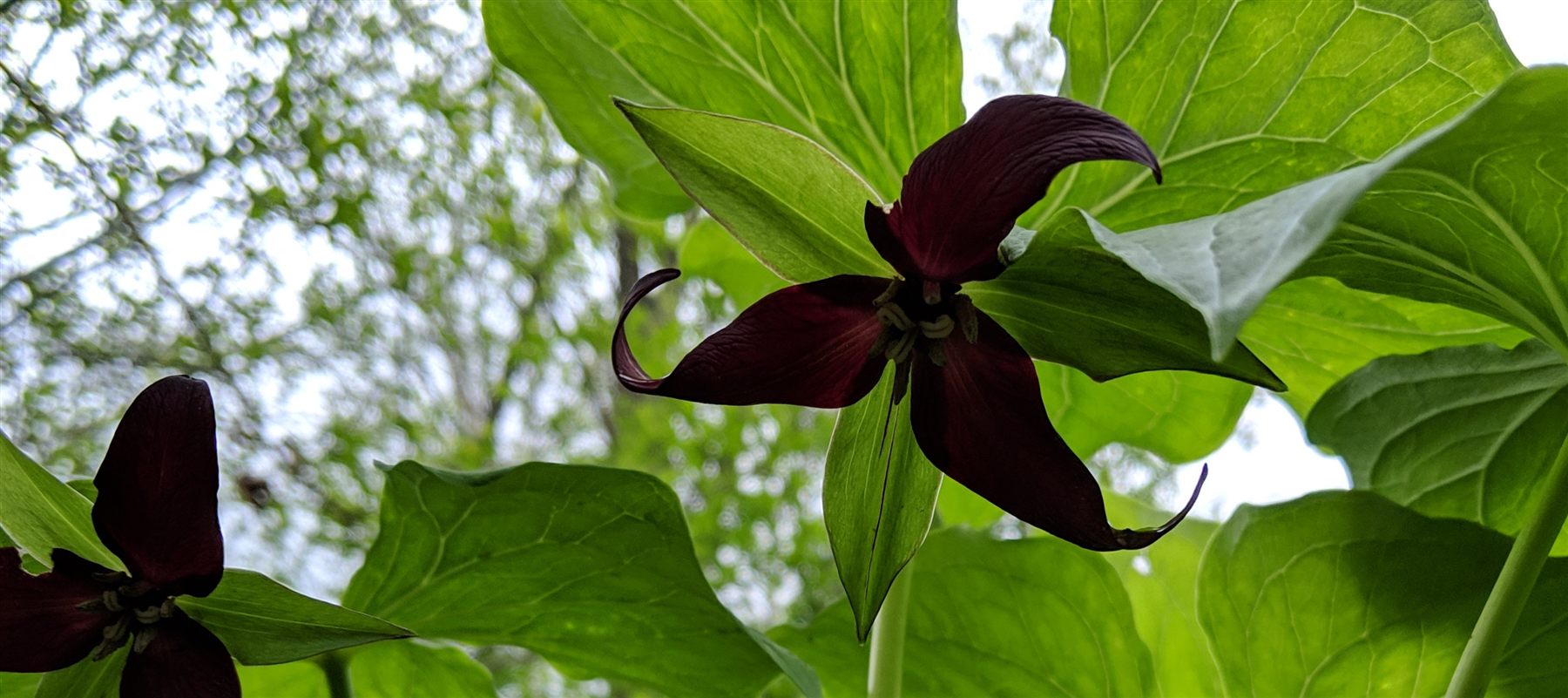 A dark red trillium, the wake robin flower, backlit beneath the forest canopy
