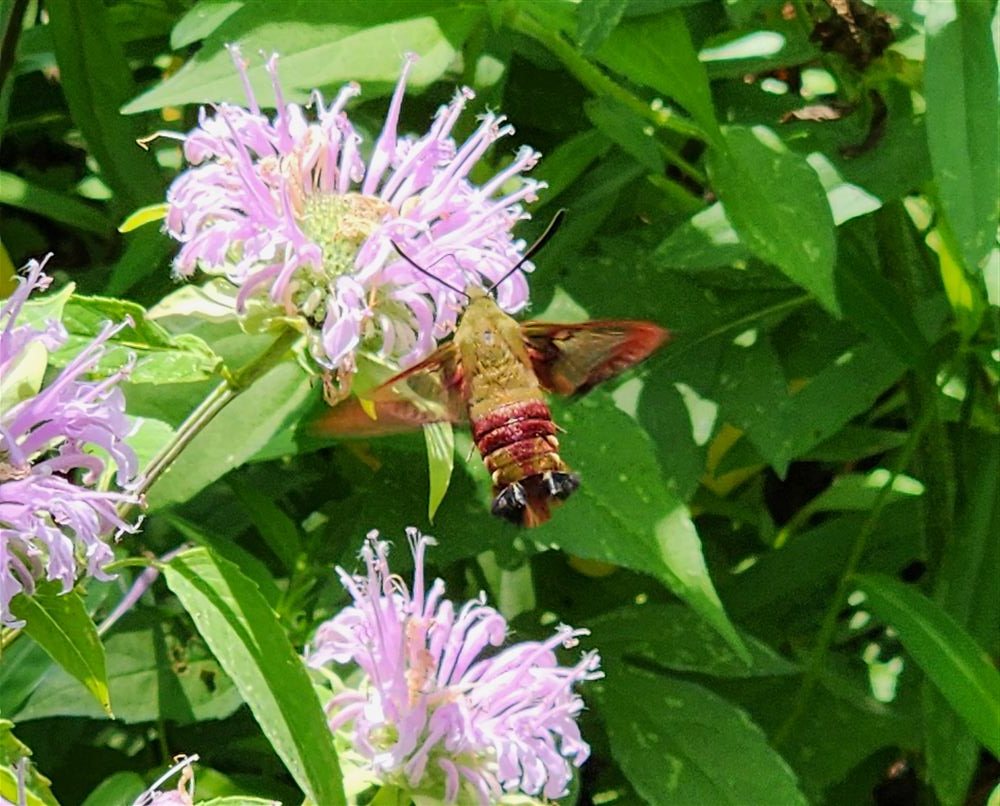 A hummingbird clearwing moth feeding on wild bergamot