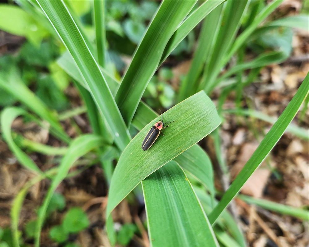 A firefly resting on a blade of grass in the garden