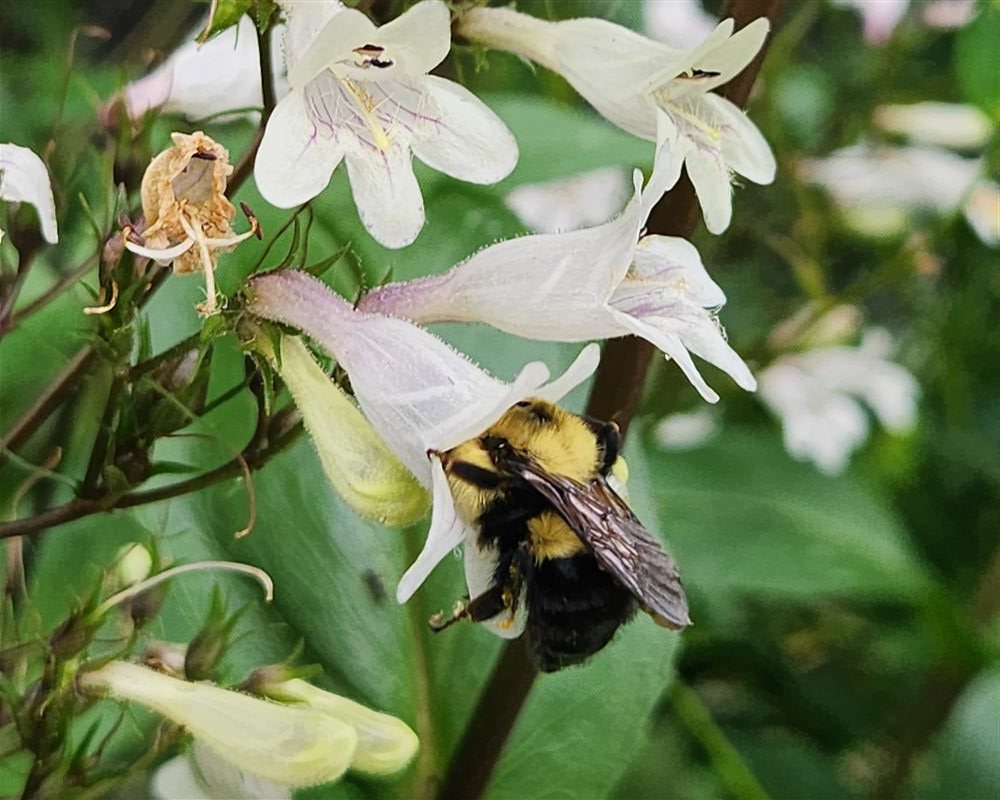 A bumblebee foraging on native foxglove beardtongue