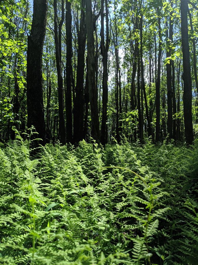 Looking up through a stand of trees from a fern-covered forest floor