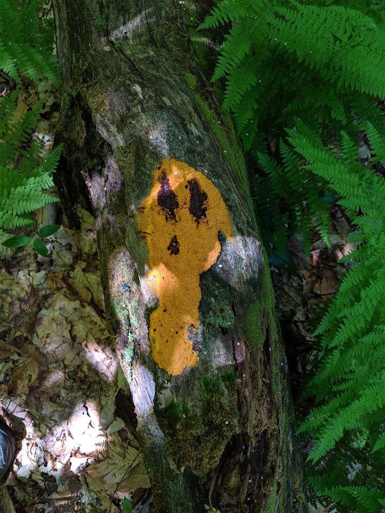 A patch of orange fungus growing on a moss-covered fallen log