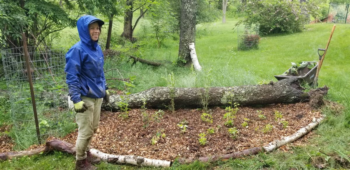 Robin standing beside a completed native planting installed around a fallen tree trunk