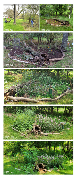 A progression of photos showing the fallen-tree garden developing from 2020 to 2025