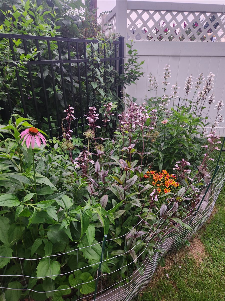 A garden bed of coneflower, beardtongue, and blanket flower along a fence line