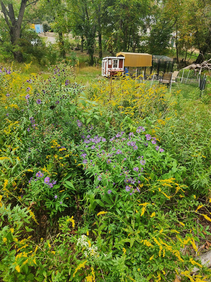 A meadow planting of purple asters and goldenrod, with a backyard chicken coop beyond