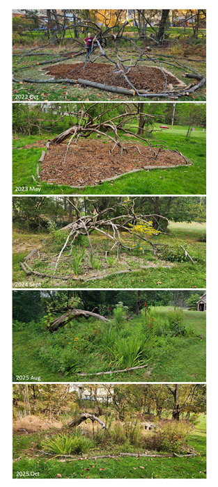 A progression of photos showing the Old Apple garden bed developing from 2022 to 2025