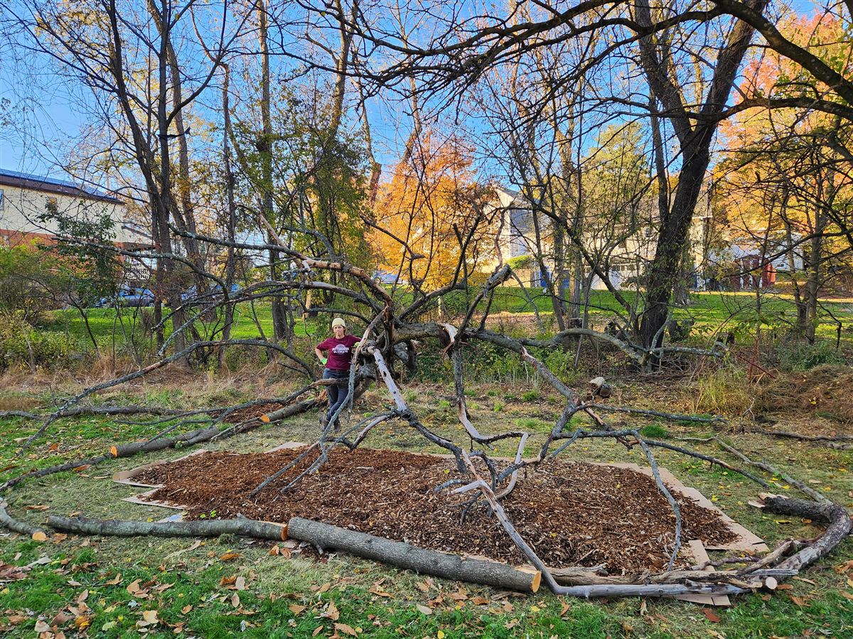 Robin standing among the pruned branches of a fallen apple tree, preparing a new garden bed