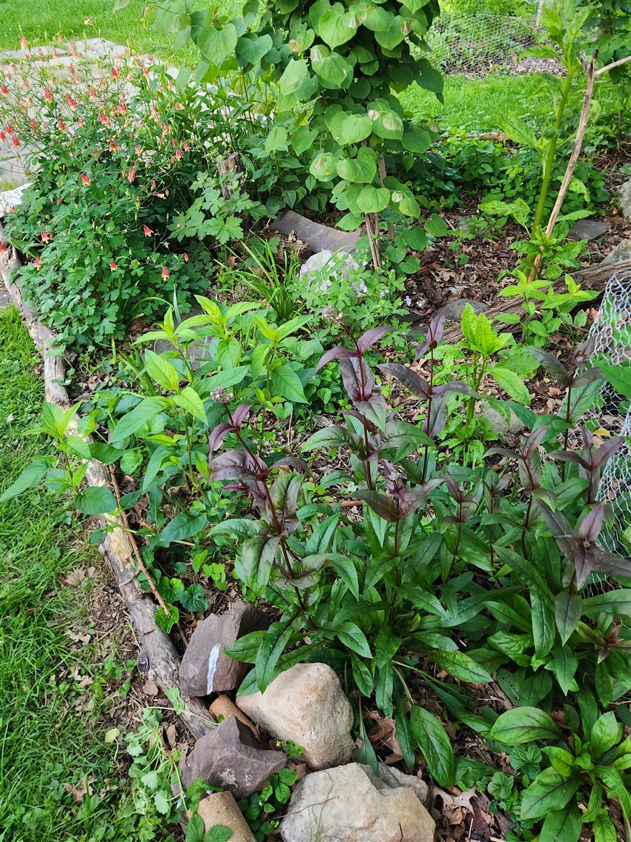 A densely planted native shade garden bed