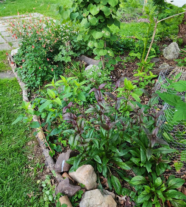 A backyard native garden bed with columbine, phlox, and irises along a mulched border