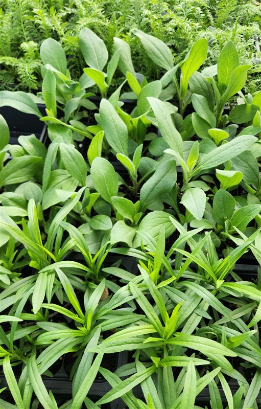 Rows of native plant seedlings growing in nursery trays