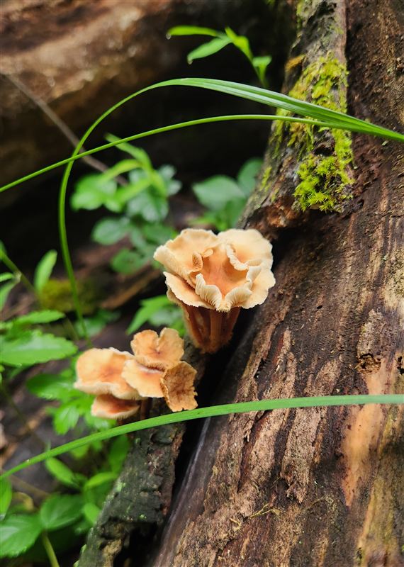 A cluster of pale mushrooms growing from a mossy log